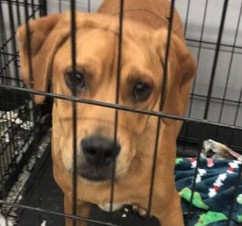 Hound Dogs Available for Adoption in Parma, Ohio - Blaine | PetCurious