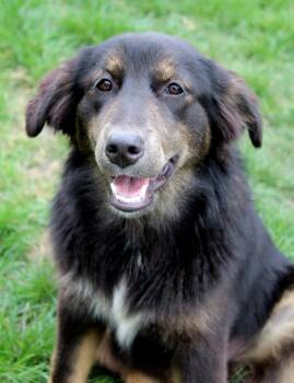Emu (Aussie Animal litter) -  Golden Retriever and Australian Shepherd Dog for Adoption in Silvana, Washington - Emu (Aussie Animal Litter) | PetCurious