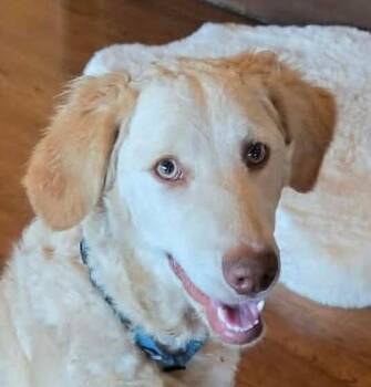 Goldendoodle Dogs Available for Adoption in Boerne, Texas - Butterscotch | PetCurious
