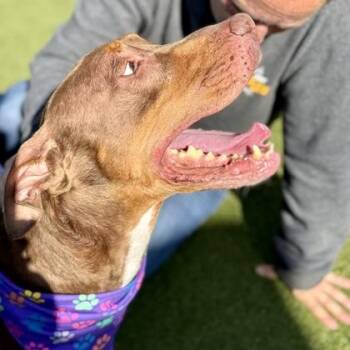 Mixed Breed Dogs Available for Adoption in Largo, Florida - Cesar | PetCurious