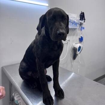 Curly -  Black Labrador Retriever and Mixed Breed Dog for Adoption in Fairmont, West Virginia - Curly | PetCurious