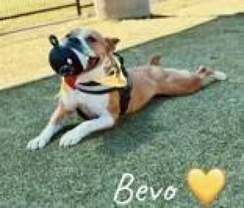 Bevo -  American Staffordshire Terrier Dog for Adoption in Denton, Texas - Bevo | PetCurious