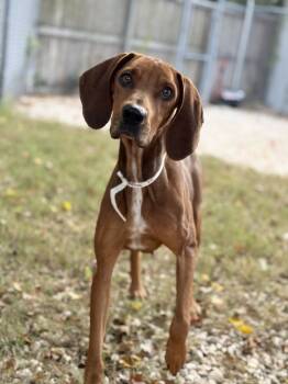 Rescue Redbone Coonhound Dogs for Adoption in Charleston, South Carolina - Reba | PetCurious