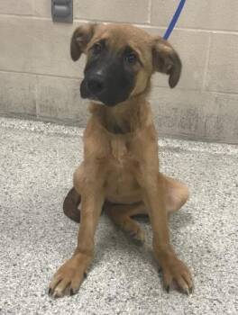A432686 -  German Shepherd Dog Dog for Adoption in Conroe, Texas - A432686 | PetCurious