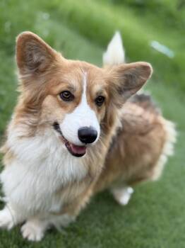 Celine -  Pembroke Welsh Corgi Dog for Adoption in ROUGH READY, California - Celine | PetCurious