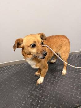 Lyric -  Chihuahua and Terrier Dog for Adoption in Morristown, Tennessee - Lyric | PetCurious
