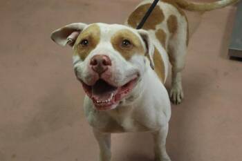 WAYLON -  Mixed Breed Dog for Adoption in Columbia, South Carolina - WAYLON | PetCurious