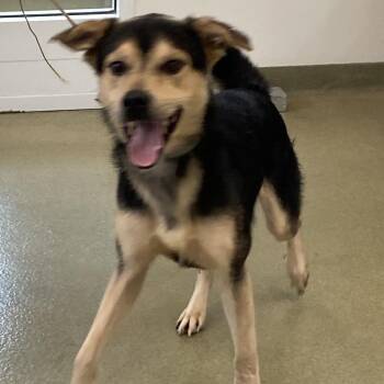 71455 -  Mixed Breed Dog for Adoption in Harrisonburg, Virginia - 71455 | PetCurious