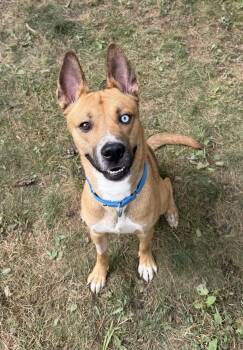 Ambrosius -  Mixed Breed Dog for Adoption in Vassalboro, Maine - Ambrosius | PetCurious