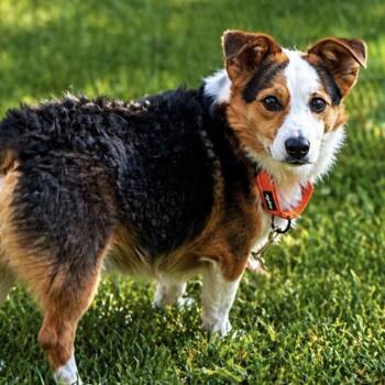 Corgi and Australian Shepherd Dogs Available for Adoption - Baxter | PetCurious