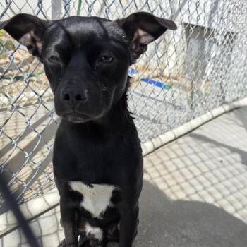 Terrier and Mixed Breed Dogs Available for Adoption in Aurora, Missouri - AURO-Theodore | PetCurious