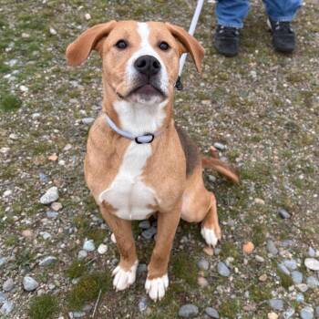 Mixed Breed Dogs Available for Adoption - Smidge | PetCurious