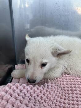 Mixed Breed Dogs Available for Adoption - ALVIN | PetCurious