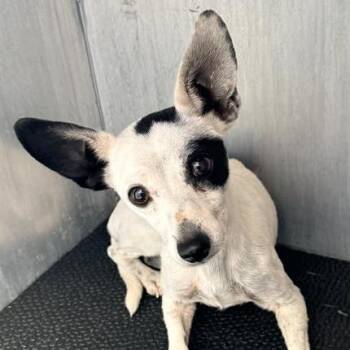 Tinker -  Chihuahua and Mixed Breed Dog for Adoption in San Antonio, Texas - Tinker | PetCurious