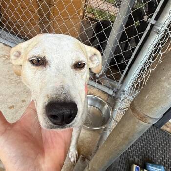 Sadie -  Terrier Dog for Adoption in Birmingham, Alabama - Sadie | PetCurious