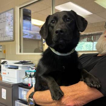Cardigan Welsh Corgi and Black Labrador Retriever Dogs Available for Adoption in Chehalis, Washington - Mylah | PetCurious