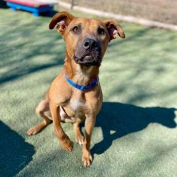 Pit Bull Terrier and Shiba Inu Dogs Available for Adoption in Center Point, Texas - Lucas | PetCurious