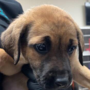 Mixed Breed Dogs Available for Adoption - Pumpkin | PetCurious