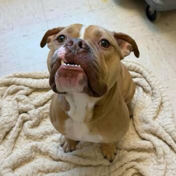 Terrier and Pit Bull Terrier Dogs Available for Adoption in Elyria, Ohio - Brutus | PetCurious
