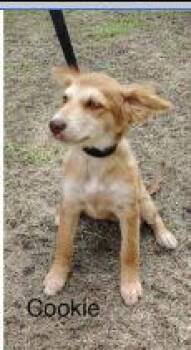 Cookie -  Terrier Dog for Adoption - Cookie | PetCurious
