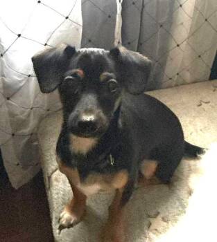 Chihuahua and Dachshund Dogs Available for Adoption - Shorty | PetCurious