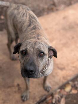 Mixed Breed Dogs Available for Adoption in Mississauga, Ontario - Lola (Foster-to-Adopt) | PetCurious