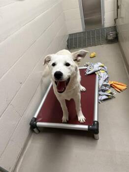 German Shepherd Dog and Golden Retriever Dogs Available for Adoption in Kent, Washington - CASINO | PetCurious