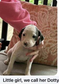 Rescue Mixed Breed Dogs for Adoption in West Chester, Pennsylvania - Dotty | PetCurious