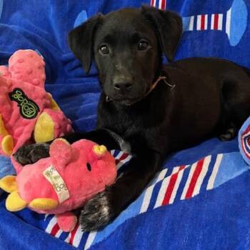 Kelsea Ballerini -  Mixed Breed Dog Available for Adoption in Nantucket, Massachusetts - Kelsea Ballerini | PetCurious