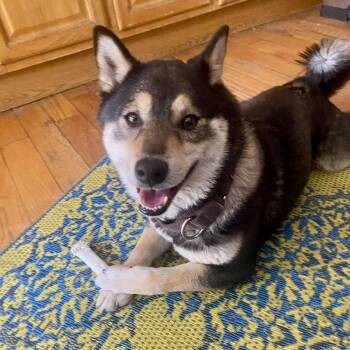 Nami -  Shiba Inu and Mixed Breed Dog for Adoption in New York, New York - Nami | PetCurious