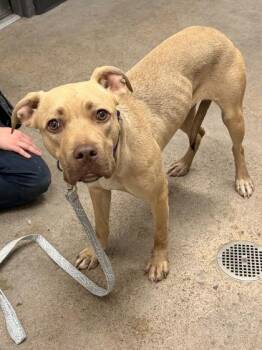 Solstice -  Pit Bull Terrier Dog for Adoption in Cleveland, Ohio - Solstice | PetCurious