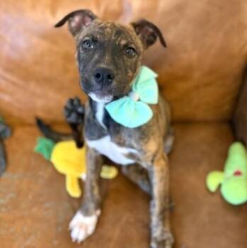 Peter Brady Bunch -  German Shepherd Dog and American Staffordshire Terrier Dog for Adoption in Friendswood, Texas - Peter Brady Bunch | PetCurious