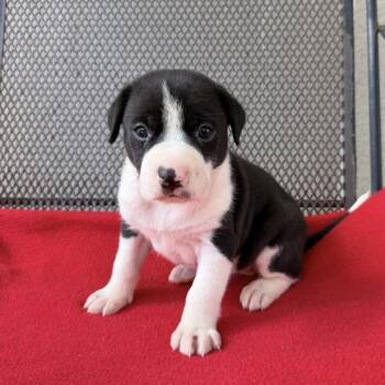 Bouncy Ball -  Shepherd and Terrier Dog for Adoption in Carencro, Louisiana - Bouncy Ball | PetCurious