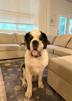 Wally Springfield -  Saint Bernard Dog for Adoption in Shiloh, Illinois - Wally Springfield | PetCurious