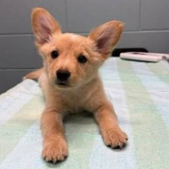 Cloud -  Cardigan Welsh Corgi Dog for Adoption in Chicago, Illinois - Cloud | PetCurious