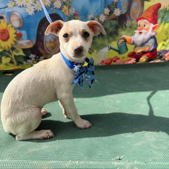 Chihuahua Dogs Available for Adoption in Aledo, Texas - Saffron | PetCurious