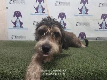 BROWNIE -  Labrador Retriever and Poodle Dog for Adoption in Orlando, Florida - BROWNIE | PetCurious