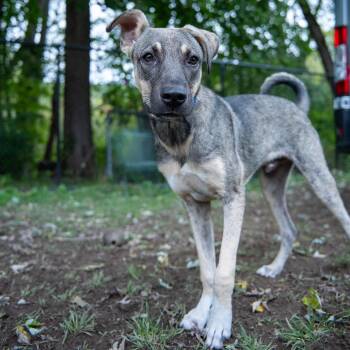 Clyde -  Shepherd and Mixed Breed Dog for Adoption in Pawling, New York - Clyde | PetCurious
