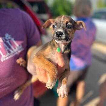 Olive -  Chihuahua and Mixed Breed Dog for Adoption in Campton Hills, Illinois - Olive | PetCurious
