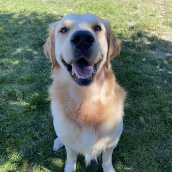 Gus - ADOPTABLE -  Golden Retriever Dog for Adoption in Chilliwack, British Columbia - Gus - ADOPTABLE | PetCurious
