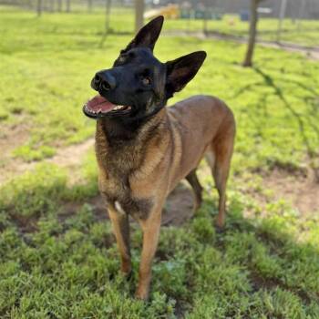 Siberian Husky Dogs Available for Adoption - STELLA | PetCurious