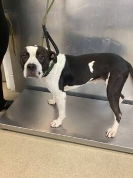 Rescue Pit Bull Terrier and Mixed Breed Dogs for Adoption in Fort Worth, Texas - BUDDY | PetCurious