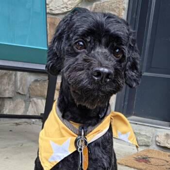 Bud -  Cockapoo Dog for Adoption - Bud | PetCurious