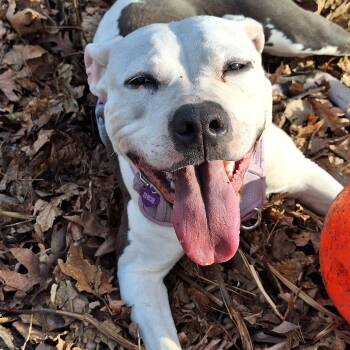Rescue Pit Bull Terrier Dogs for Adoption in Buffalo, Minnesota - Sloan | PetCurious