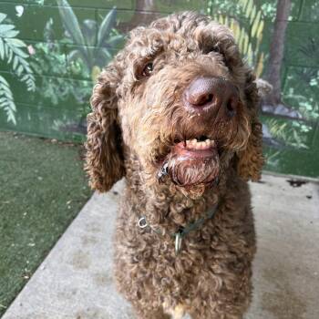 Saint Bernard and Standard Poodle Dogs Available for Adoption in Fairport, New York - Remington | PetCurious