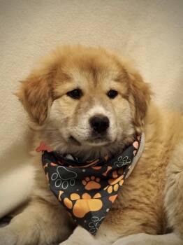Yahtzee -  Great Pyrenees Dog for Adoption in Buena Vista, Colorado - Yahtzee | PetCurious