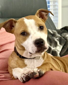 Rescue Pit Bull Terrier Dogs for Adoption in Charlotte, North Carolina - Dash | PetCurious