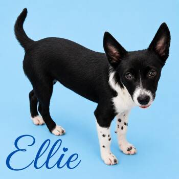 Ellie -  Australian Cattle Dog Blue Heeler Dog for Adoption in South Elgin, Illinois - Ellie | PetCurious