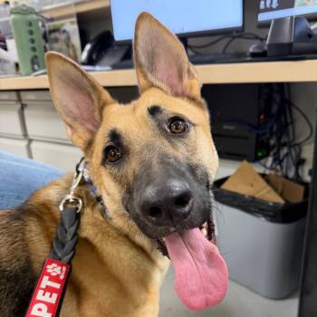 Dupree -  German Shepherd Dog Dog for Adoption in Hampton Bays, New York - Dupree | PetCurious
