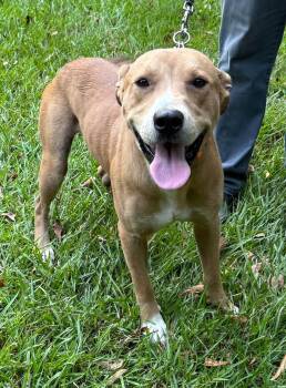 Doofus -  Pit Bull Terrier Dog for Adoption in Semmes, Alabama - Doofus | PetCurious